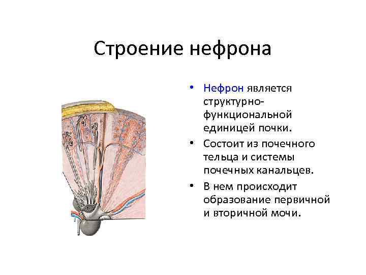 Строение нефрона • Нефрон является структурнофункциональной единицей почки. • Состоит из почечного тельца и