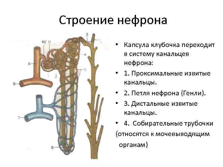 Канальцы нефрона. Канальцевая система нефрона. Собираетльные канальца нефрона. Проксимальный извитой каналец нефрона гистология. Собирательная трубочка нефрона.