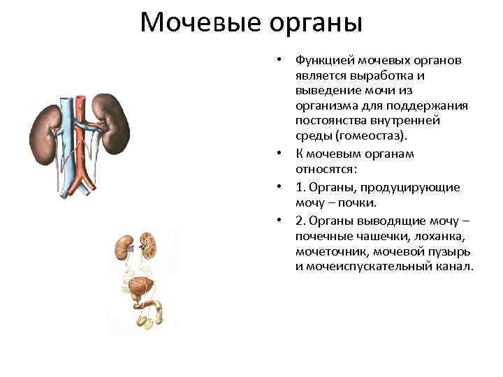 Функция мочевых органов