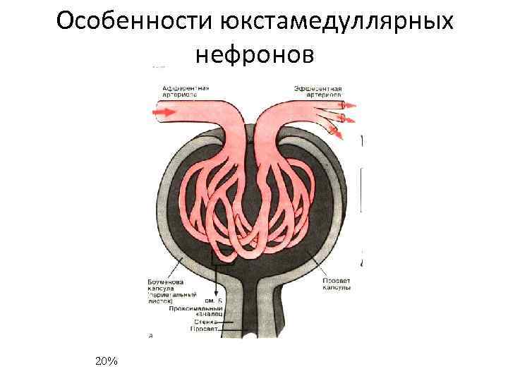 Особенности юкстамедуллярных нефронов 20% 