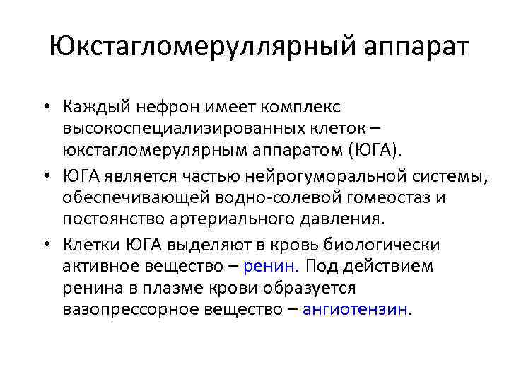 Юкстагломеруллярный аппарат • Каждый нефрон имеет комплекс высокоспециализированных клеток – юкстагломерулярным аппаратом (ЮГА). •