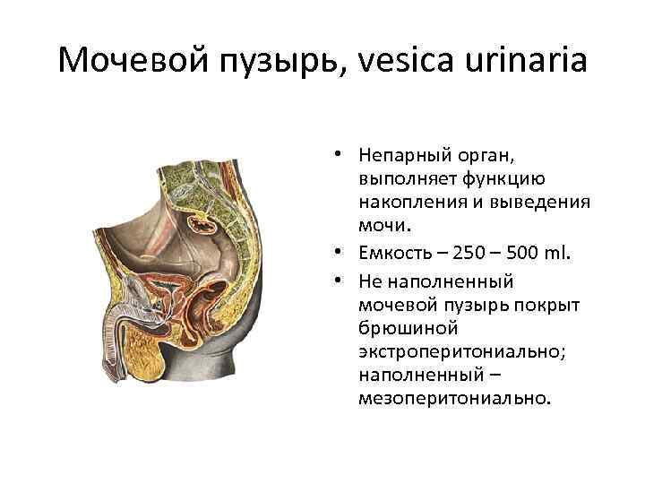 Мочевой пузырь, vesica urinaria • Непарный орган, выполняет функцию накопления и выведения мочи. •