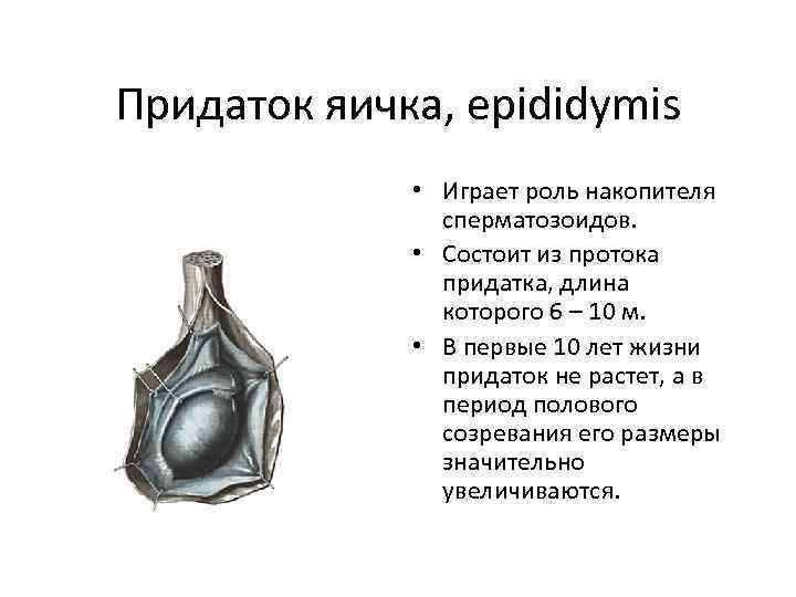 Придаток яичка, epididymis • Играет роль накопителя сперматозоидов. • Состоит из протока придатка, длина