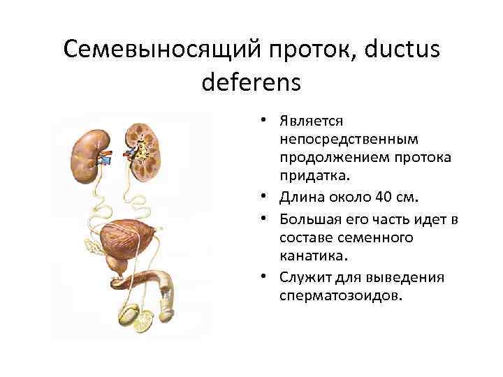 Семевыносящий проток, ductus deferens • Является непосредственным продолжением протока придатка. • Длина около 40