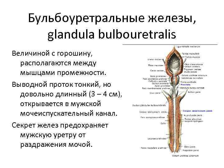 Бульбоуретральные железы, glandula bulbouretralis Величиной с горошину, располагаются между мышцами промежности. Выводной проток тонкий,