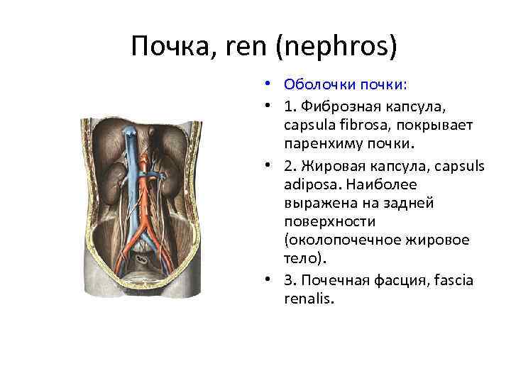 Почка, ren (nephros) • Оболочки почки: • 1. Фиброзная капсула, capsula fibrosa, покрывает паренхиму