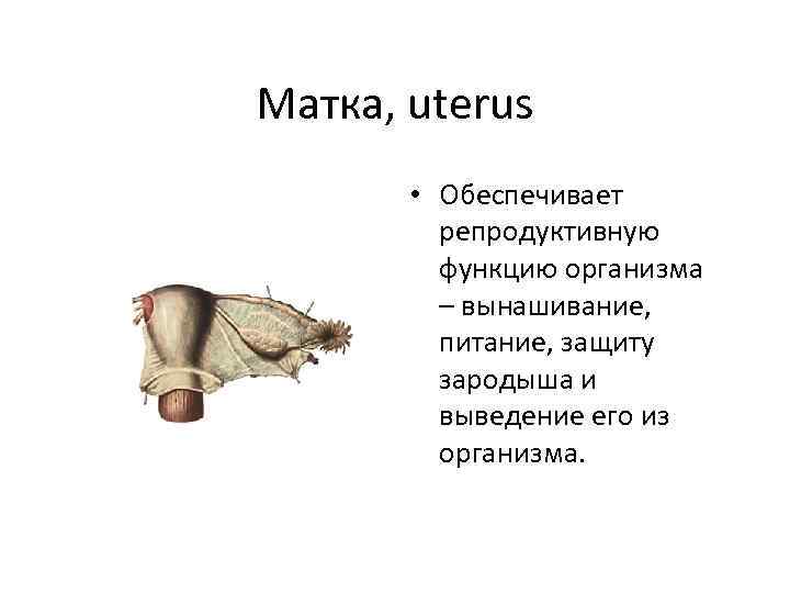 Матка, uterus • Обеспечивает репродуктивную функцию организма – вынашивание, питание, защиту зародыша и выведение