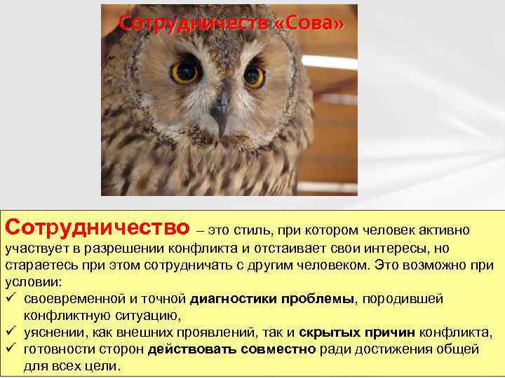 Сотрудничеств «Сова» Сотрудничество – это стиль, при котором человек активно участвует в разрешении конфликта