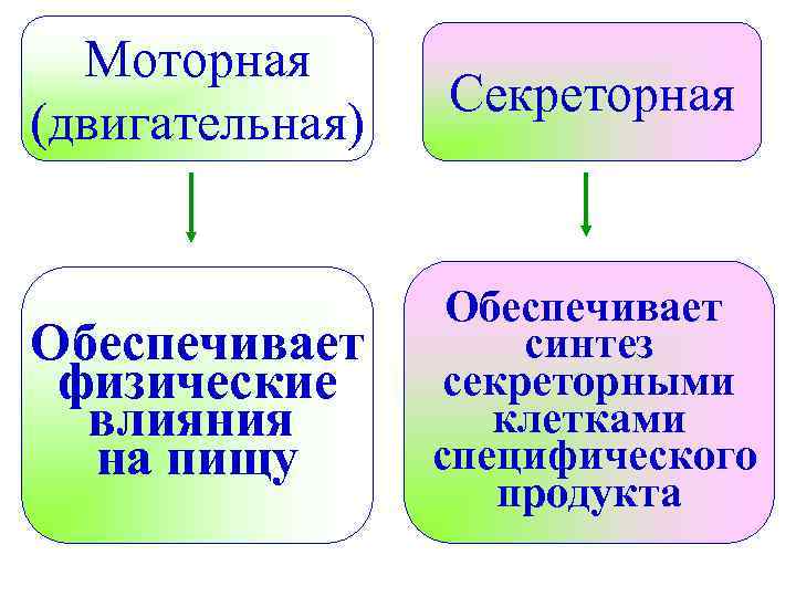 Моторная (двигательная) Секреторная Обеспечивает физические влияния на пищу Обеспечивает синтез секреторными клетками специфического продукта