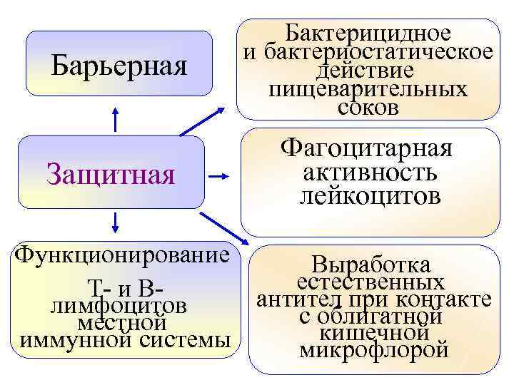 Барьерная Защитная Бактерицидное и бактериостатическое действие пищеварительных соков Фагоцитарная активность лейкоцитов Функционирование Выработка естественных