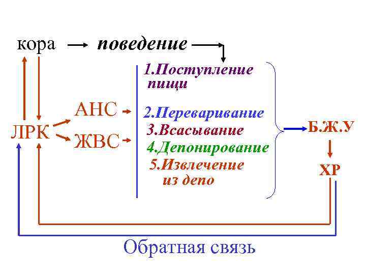 кора поведение 1. Поступление пищи АНС ЛРК ЖВС 2. Переваривание 3. Всасывание 4. Депонирование