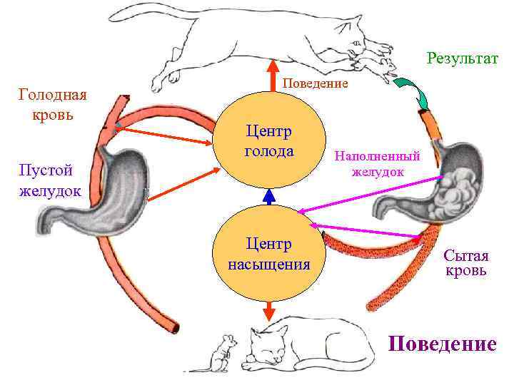 Результат Голодная кровь Пустой желудок Поведение Центр голода Центр насыщения Наполненный желудок Сытая кровь