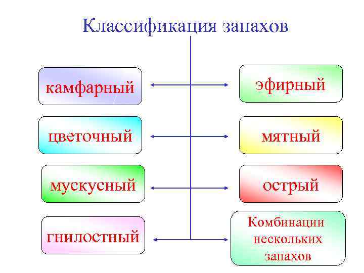 Биологический механизм запахов проект