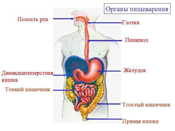 Органы пищеварения Полость рта Глотка Пищевод Двенадцатиперстная кишка Желудок Тонкий кишечник Толстый кишечник Прямая