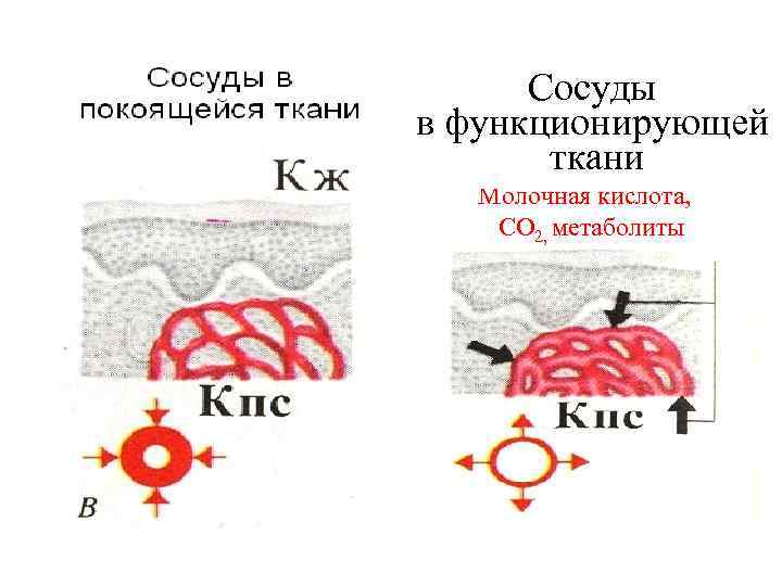 Сосуды в функционирующей ткани Молочная кислота, СО 2, метаболиты 