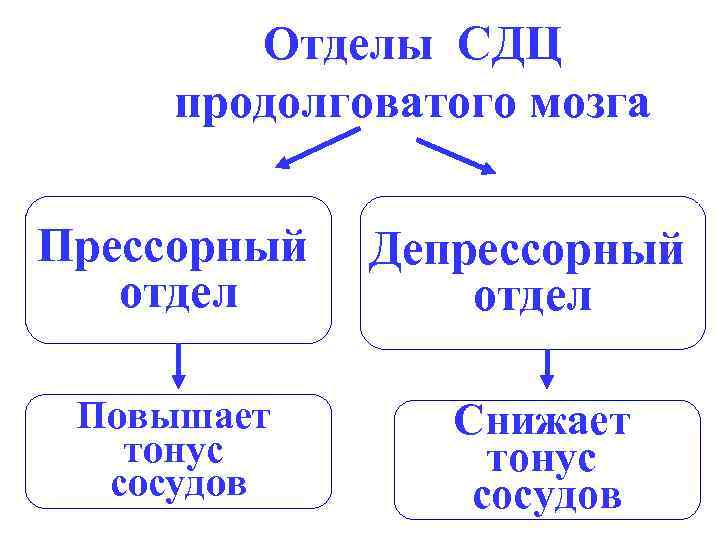 Отделы СДЦ продолговатого мозга Прессорный отдел Повышает тонус сосудов Депрессорный отдел Снижает тонус сосудов