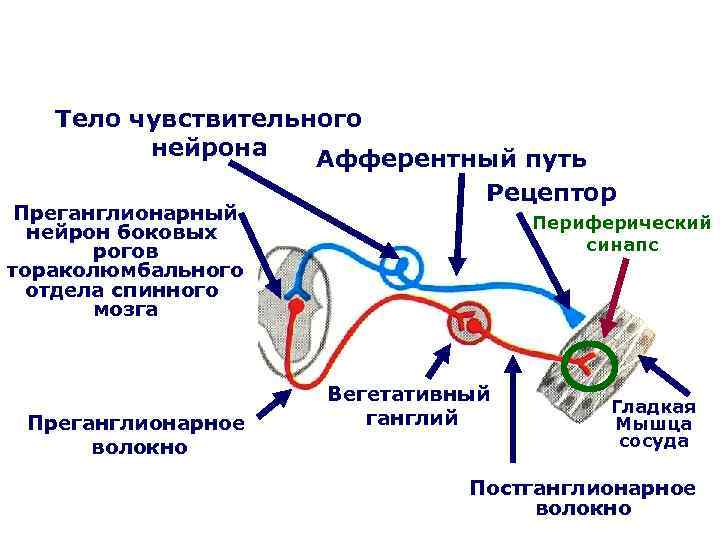 Тело чувствительного нейрона Афферентный путь Рецептор Преганглионарный нейрон боковых рогов тораколюмбального отдела спинного мозга