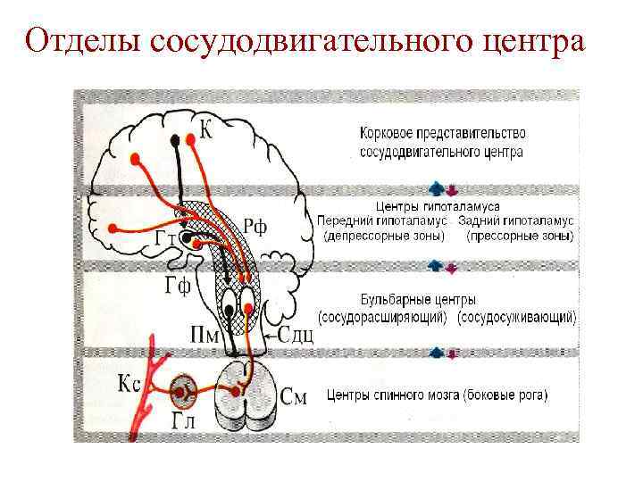 Отделы сосудодвигательного центра 