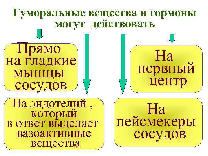 Гуморальные вещества и гормоны могут действовать Прямо на гладкие мышцы сосудов На эндотелий ,