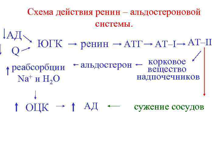 Схема действия ренин – альдостероновой системы. АД Q ЮГК реабсорбции Na+ и Н 2