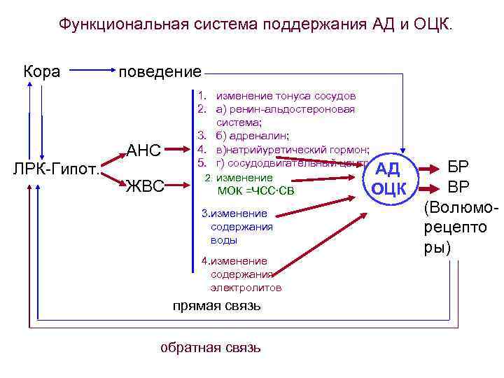 Расшифровка система. Схема функциональной системы регуляции ад. Функциональная система регуляции объёма циркулирующей крови.. Схема функциональная система поддержания артериального давления. Функциональная система саморегуляции артериального давления..