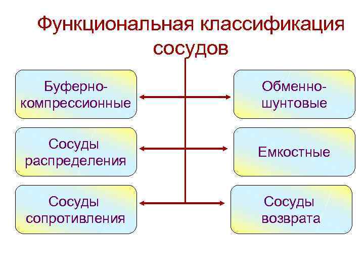 Функциональная классификация сосудов Буфернокомпрессионные Обменношунтовые Сосуды распределения Емкостные Сосуды сопротивления Сосуды возврата 