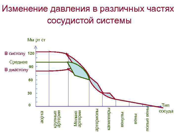 Изменение давления в различных частях сосудистой системы Мм рт ст В систолу 120 Среднее