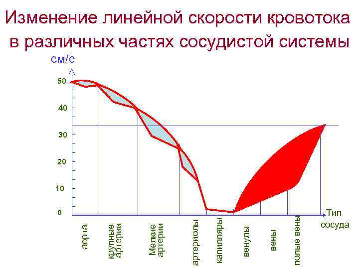 Изменение линейной скорости кровотока в различных частях сосудистой системы см/с 50 40 30 20