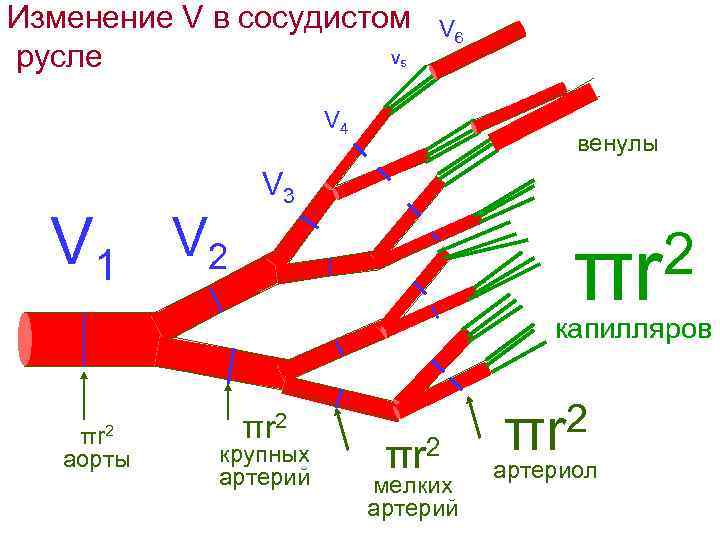 Изменение V в сосудистом V русле V 6 5 V 4 V 1 V
