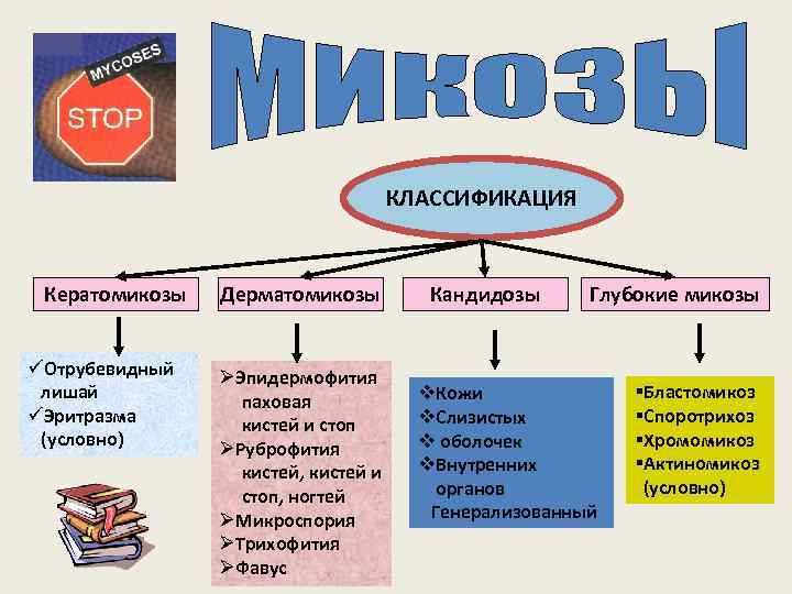 КЛАССИФИКАЦИЯ Кератомикозы üОтрубевидный лишай üЭритразма (условно) Дерматомикозы ØЭпидермофития паховая кистей и стоп ØРуброфития кистей,