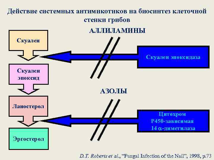 Действие системных антимикотиков на биосинтез клеточной стенки грибов АЛЛИЛАМИНЫ Скуален эпоксидаза Скуален эпоксид АЗОЛЫ
