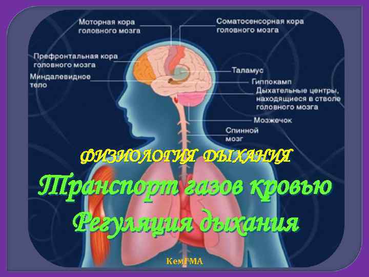 ФИЗИОЛОГИЯ ДЫХАНИЯ Транспорт газов кровью Регуляция дыхания Кем. ГМА 