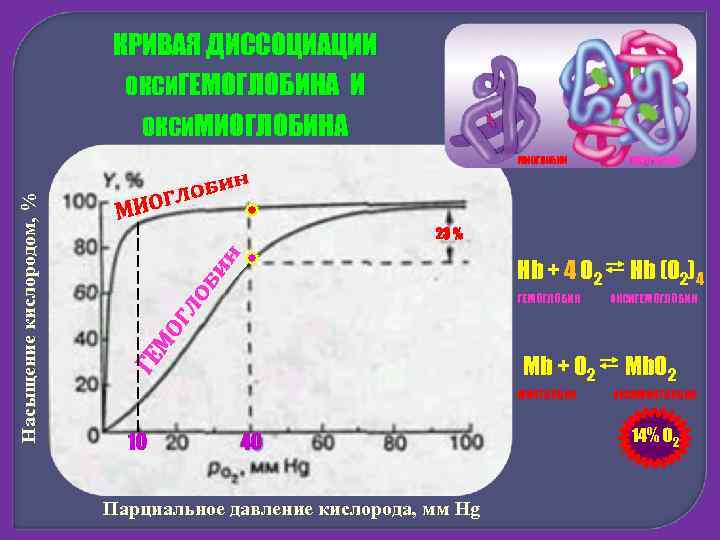 КРИВАЯ ДИССОЦИАЦИИ ОКСИГЕМОГЛОБИНА И ОКСИМИОГЛОБИНА Насыщение кислородом, % МИОГЛОБИН ГЕМОГЛОБИН Hb + 4 O