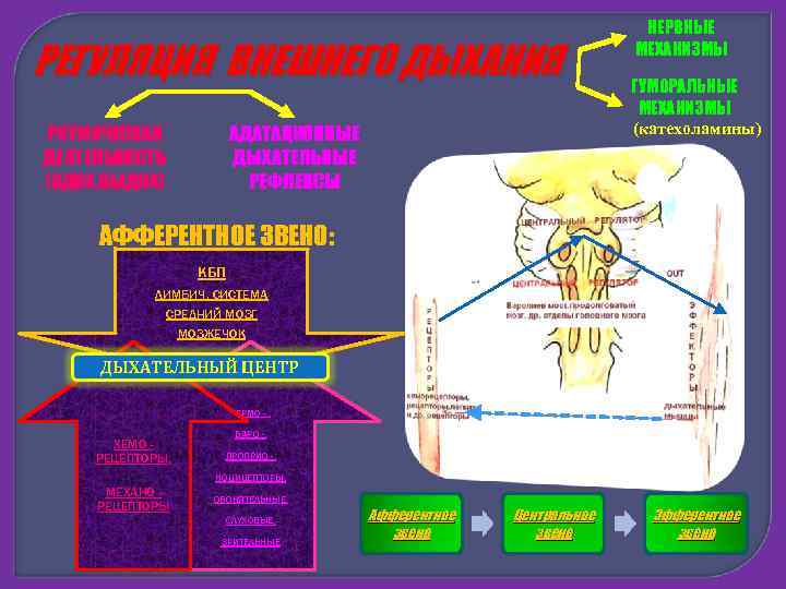 РЕГУЛЯЦИЯ ВНЕШНЕГО ДЫХАНИЯ РИТМИЧЕСКАЯ ДЕЯТЕЛЬНОСТЬ (ВДОХ. ВЫДОХ) АДАТАЦИОННЫЕ ДЫХАТЕЛЬНЫЕ РЕФЛЕКСЫ НЕРВНЫЕ МЕХАНИЗМЫ ГУМОРАЛЬНЫЕ МЕХАНИЗМЫ