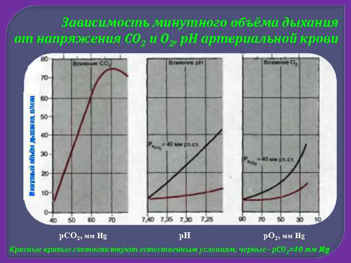 Минутный объём дыхания, л/мин Зависимость минутного объёма дыхания от напряжения СО 2 и О