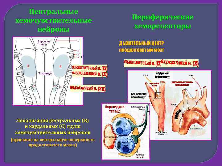 Нейроны дыхательного центра продолговатого мозга