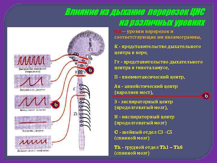 Дыхание мозга. Уровни регуляции дыхания. Влияние на дыхание перерезок ЦНС на различных уровнях. Дыхание при перерезке спинного мозга. Структура дыхательного центра на разных уровнях.