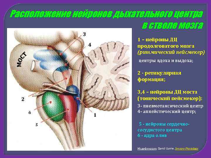 Расположение нейронов дыхательного центра в стволе мозга 3 1 – нейроны ДЦ продолговатого мозга