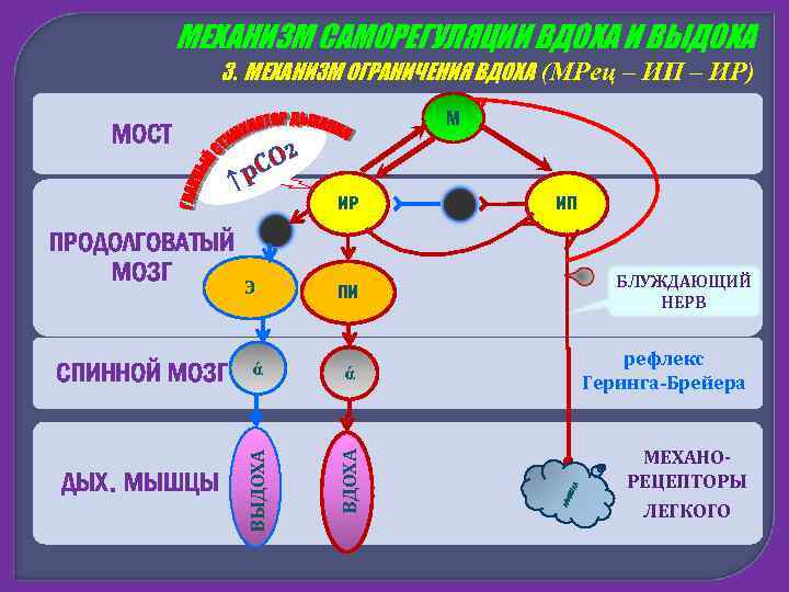 Зарисовать схему рефлекса геринга брейера