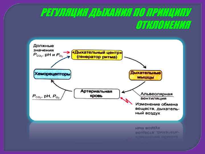 Дыхание транспорт веществ