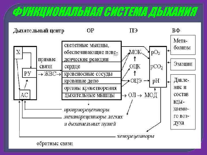 Схема функциональной системы дыхания