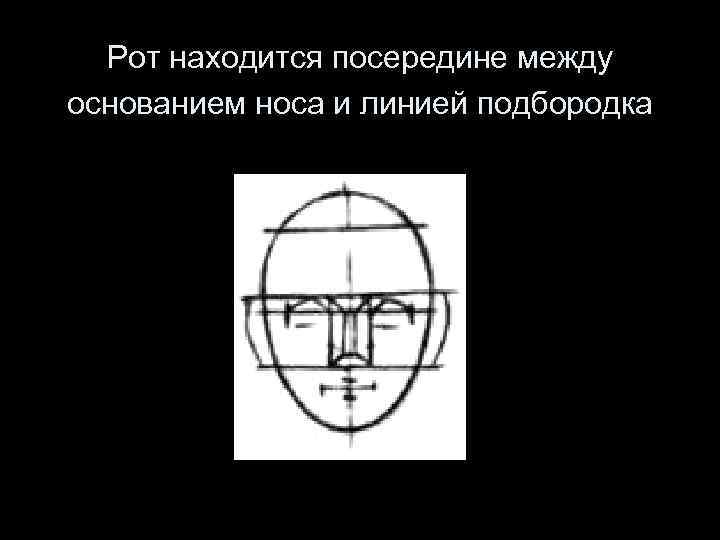 Рот находится посередине между основанием носа и линией подбородка 