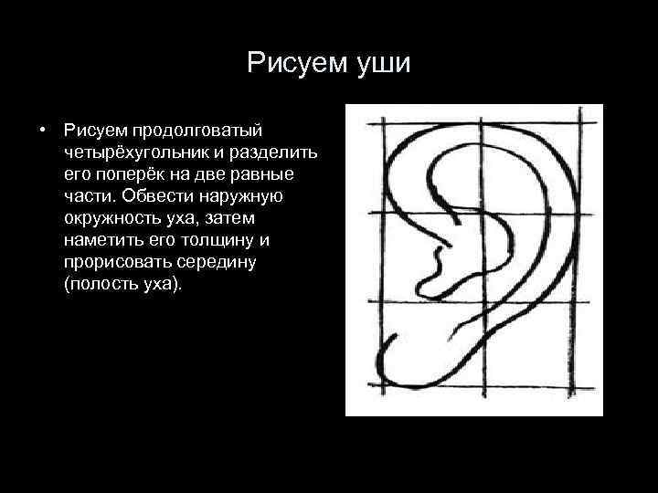 Рисуем уши • Рисуем продолговатый четырёхугольник и разделить его поперёк на две равные части.