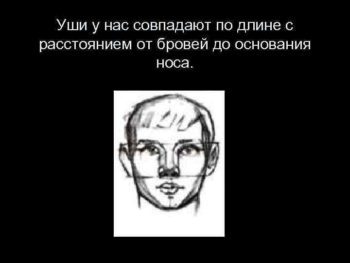 Уши у нас совпадают по длине с расстоянием от бровей до основания носа. 