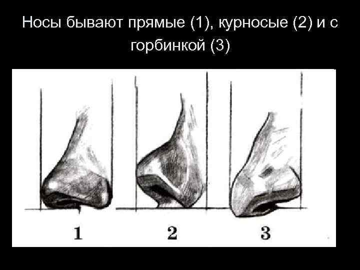 Носы бывают прямые (1), курносые (2) и с горбинкой (3) 