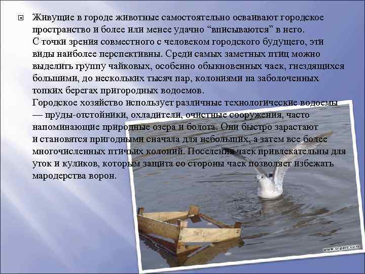  Живущие в городе животные самостоятельно осваивают городское пространство и более или менее удачно