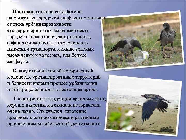 Противоположное воздействие на богатство городской авифауны оказывает степень урбанизированности его территории: чем выше плотность