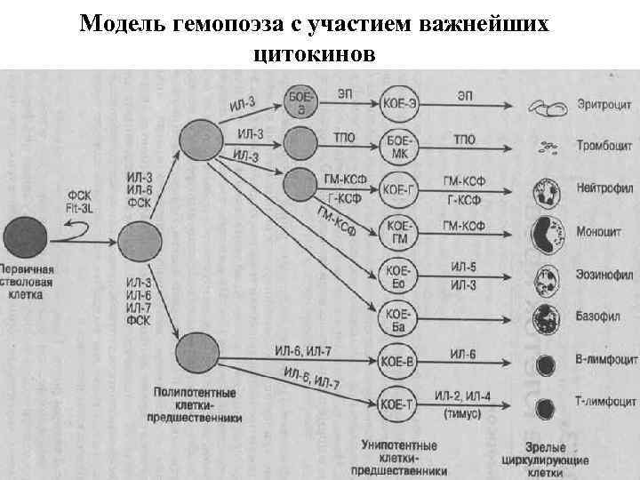 Как называется последовательность клеток приведенная на схеме