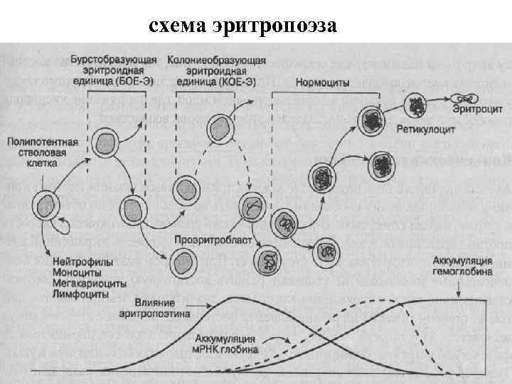 Эритропоэз