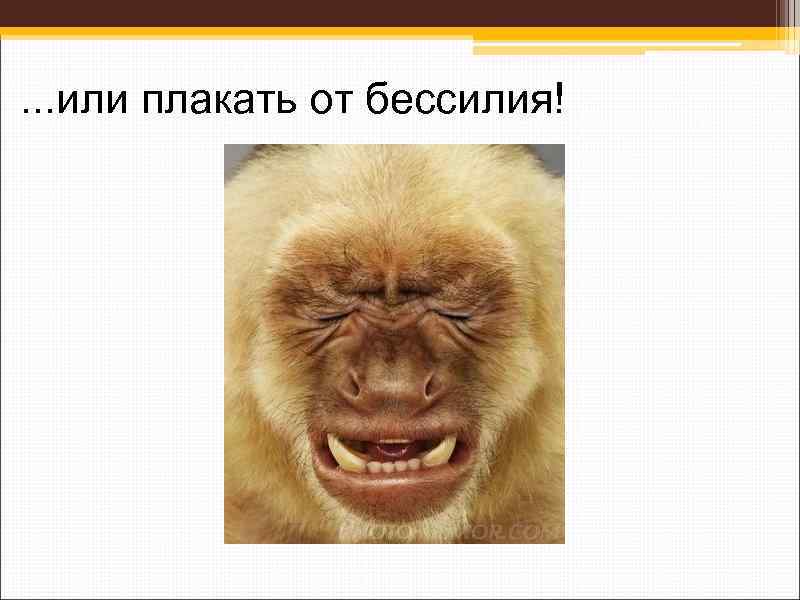. . . или плакать от бессилия! 